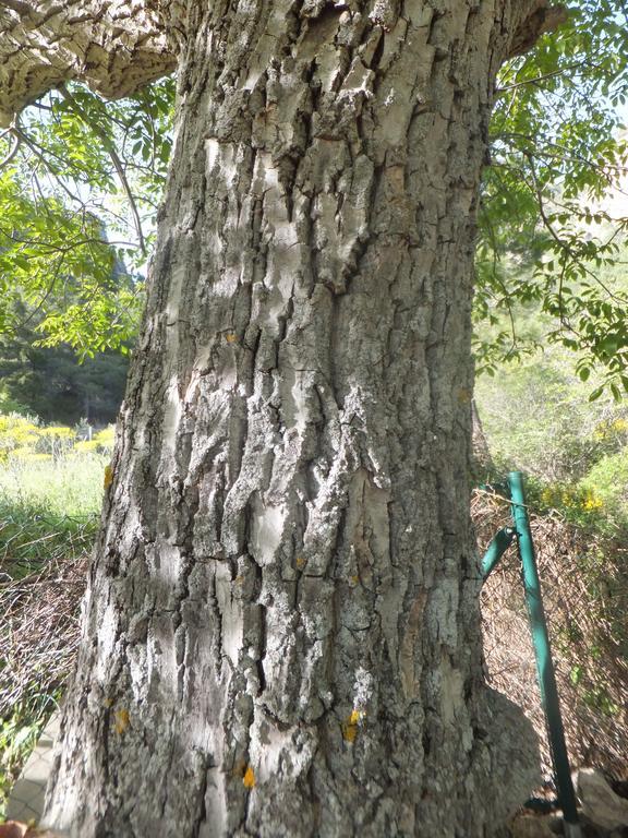 Гостьовий будинок La Limonera Ріопар Екстер'єр фото